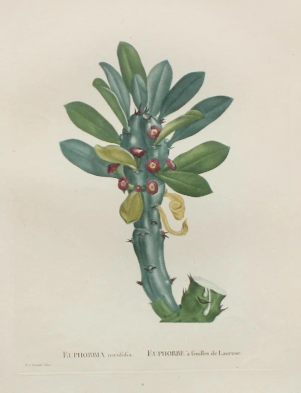 Euphorbia neriifolia
